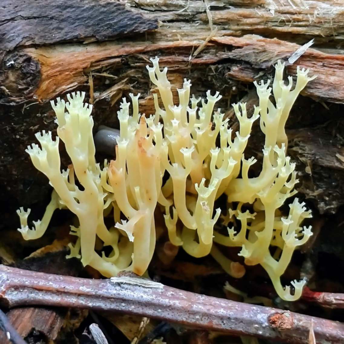 Possible Artomyces Pyxidatus aka Crown Tipped Coral Fungus.