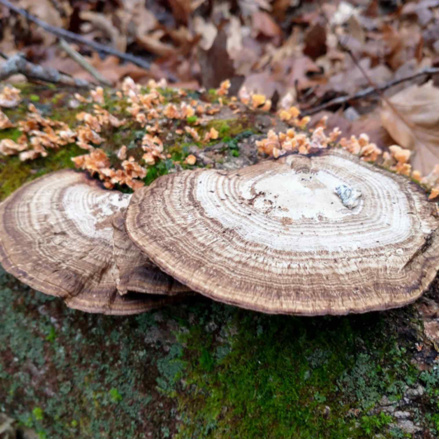 Polypore mushroom.