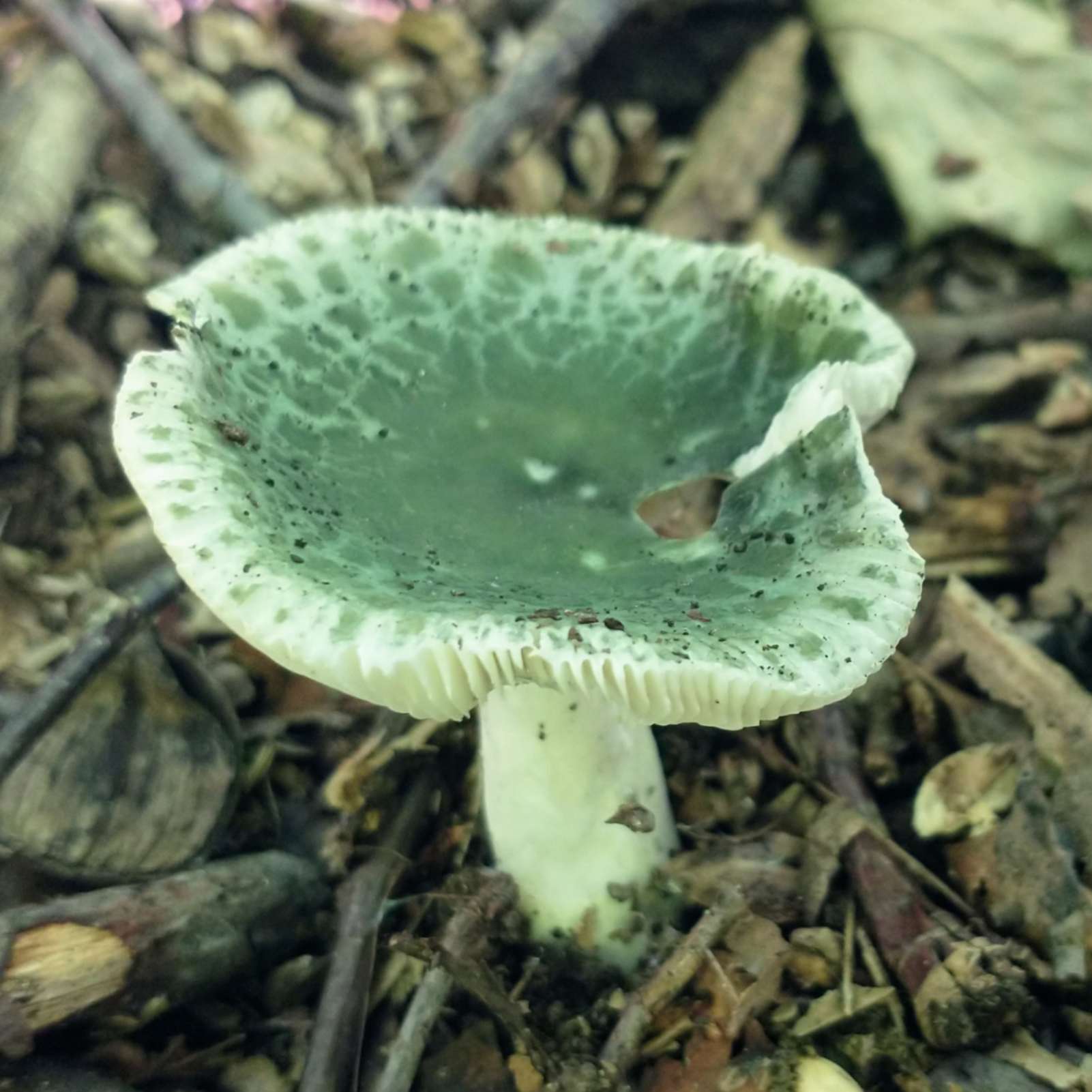 Possible Green Quilt Russula.