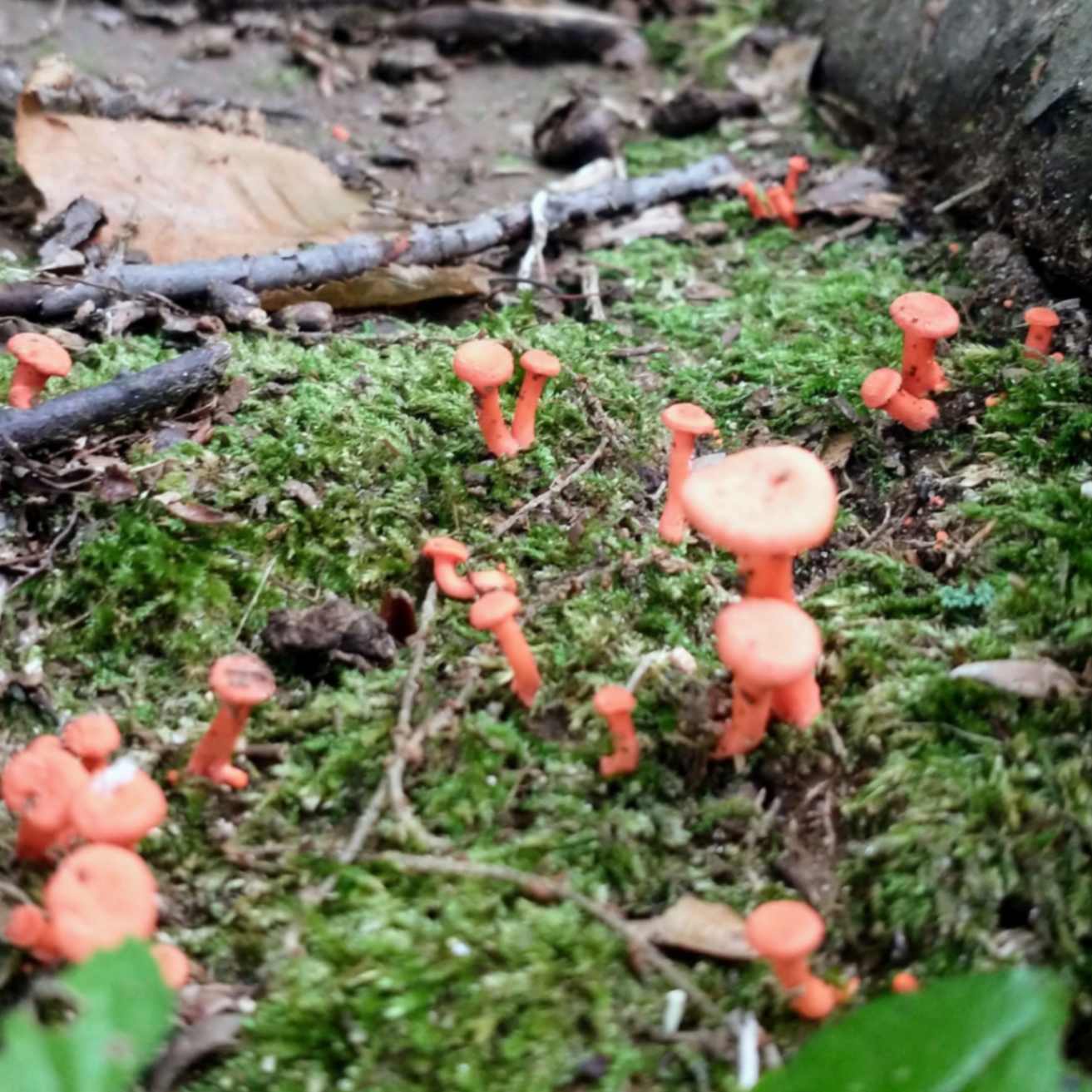 Unknown tiny bright orange mushroom cluster.