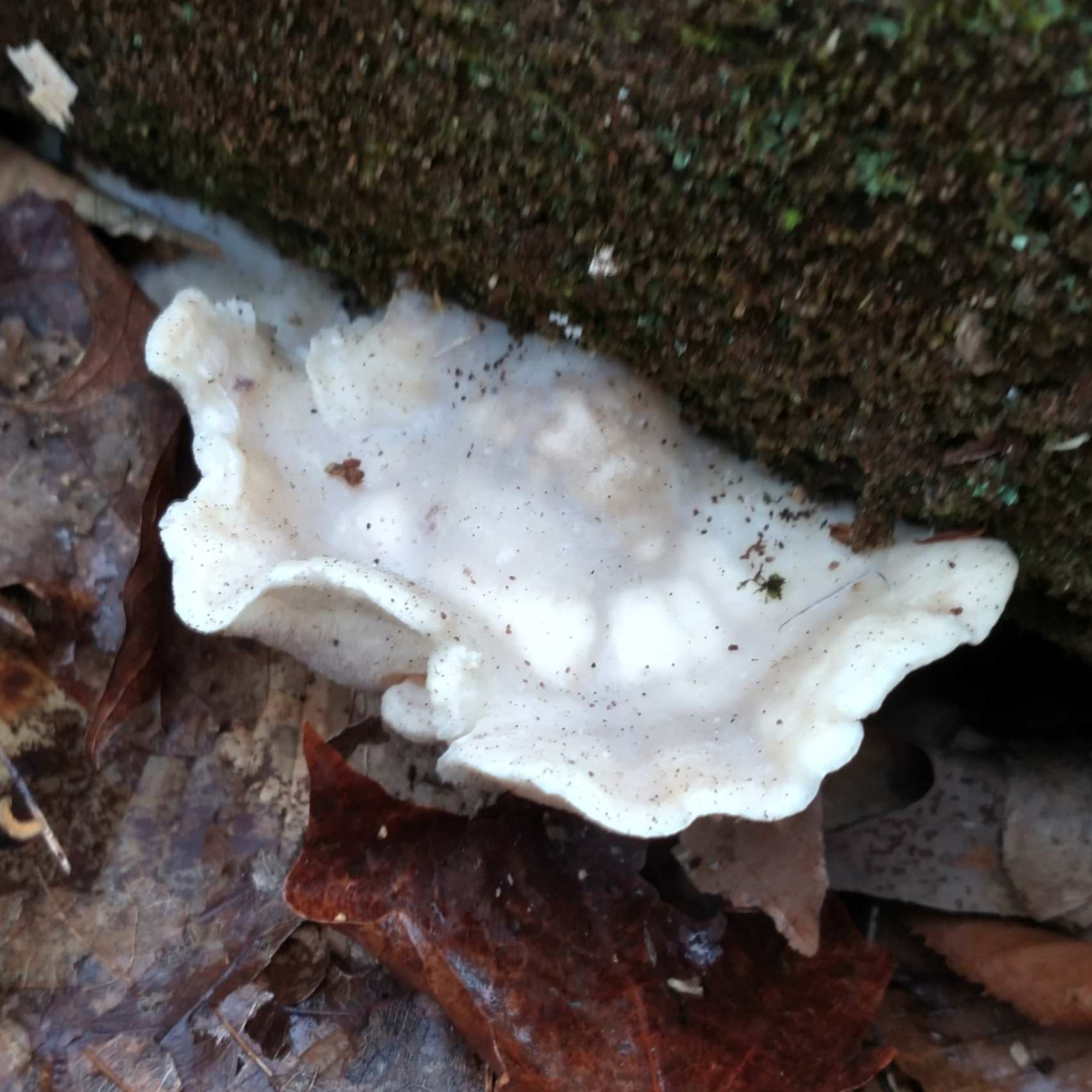 Possible White Cheese Polypore.